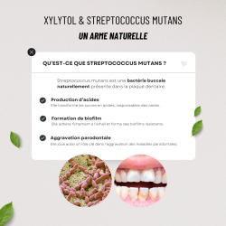 Xylitol Menthe